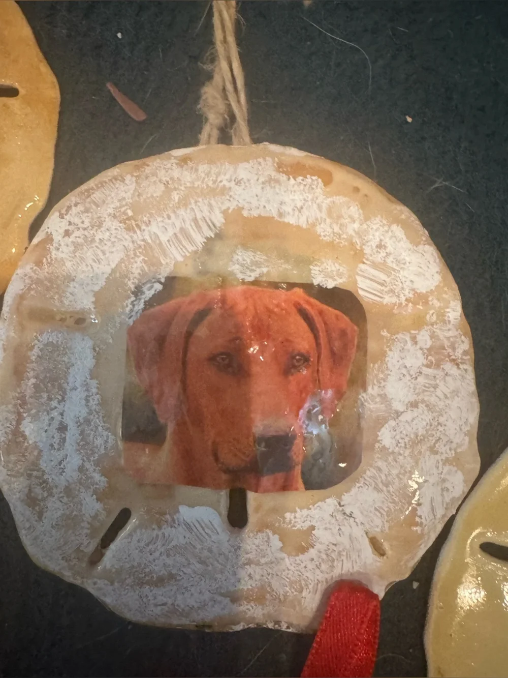 Handmade real Sand Dollar Photo Ornaments - Gold and Cream